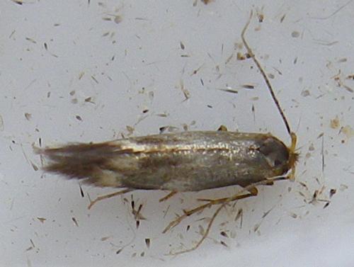Bucculatrix nigricomella